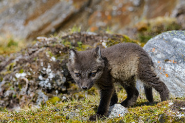 Arctic Fox pup near den