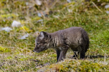 Naklejka na ściany i meble Curious Arctic Fox pup