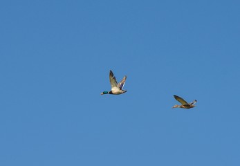 Wild ducks fly
