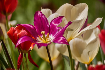 bright colorful tulip garden meadow