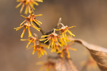 yellow vernal witch hazel flowers. hamamelis vernalis.