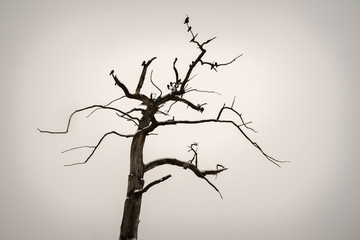 old tree without leaves. crows sit on a tree. dark wood outline