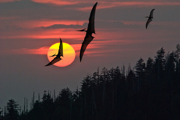 Ptranodons flying at sunset © David M. Dennis