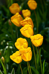 Obraz premium bright colorful tulip garden meadow