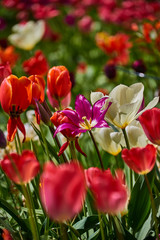 Fototapeta premium bright colorful tulip garden meadow