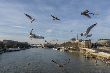 Fototapeta na wymiar Seagulls flying over Auzterlitz Bridge in Paris