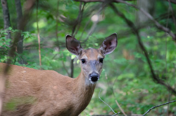 White Tailed Deer Head on View