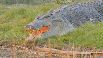 very large saltwater crocodile at corroboree billabong near kakadu