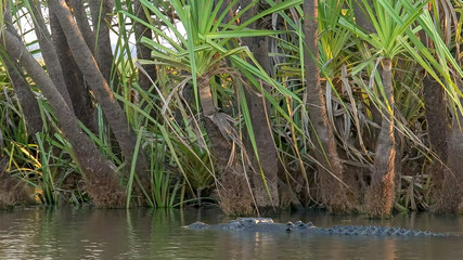 a swimming saltwater crocodile at corroboree billabong