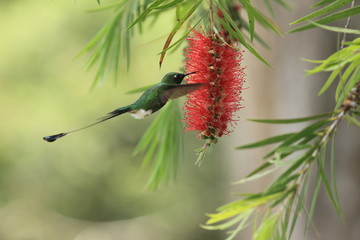 Spectacular hummingbird Raquet-tailed Puffleg Ocreatus underwoodii with metallic green plumage and an elaborate tail feeding on Callistemun tree