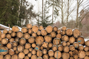 close up photo of cut lumber wood logs in the snow