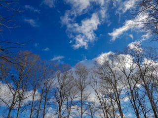 Bare trees against a background of clouds. Empty tree branches.