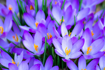 First spring flowers, froral background with blossom of purple crocus