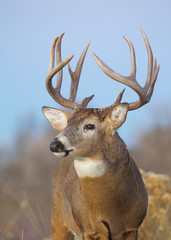 Whitetail Deer buck - portrait against a natural background with blue sky