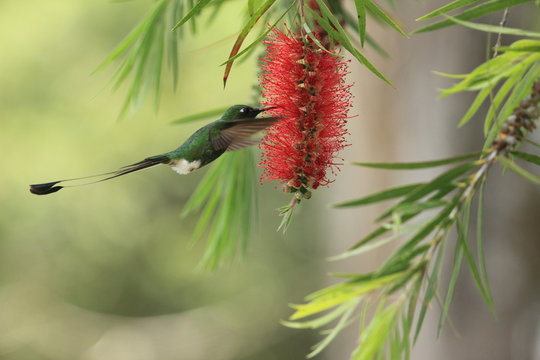 Spectacular hummingbird Raquet-tailed Puffleg Ocreatus underwoodii with metallic green plumage and an elaborate tail hummingbird in Callistemun tree