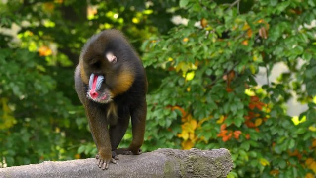 Mandrill (Mandrillus sphinx) in captivity