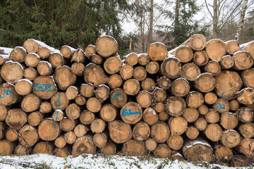 close up of cut logs in the forest wood lumber firewood