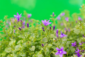 flowers on green background
