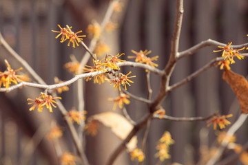 yellow vernal witch hazel flowers. hamamelis vernalis.