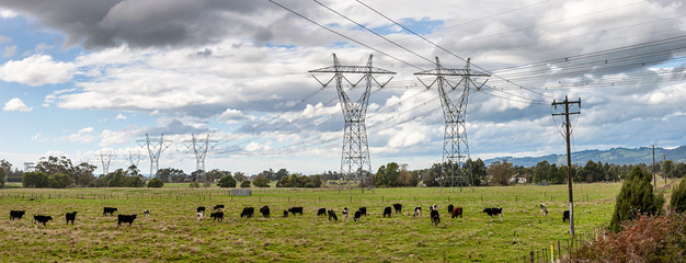Panoramic view of powerlines receding into the distance in fields with cattle