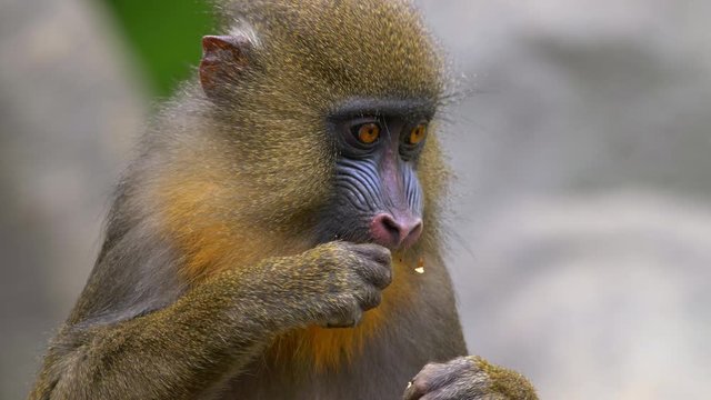 Mandrill (Mandrillus sphinx) chewing food