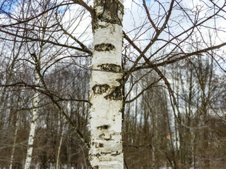 Birch tree Birch branches bare closeup.