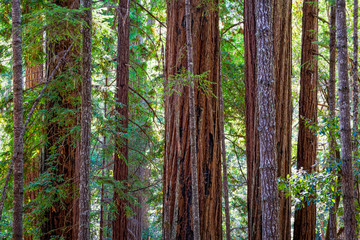 Giant Redwood Forest at Big Basin State Park