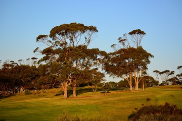 Eucalyptus trees, very large trees of the myrtle family (Myrtaceae), native to Australia, Tasmania,...