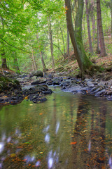 Mountain river in the forest