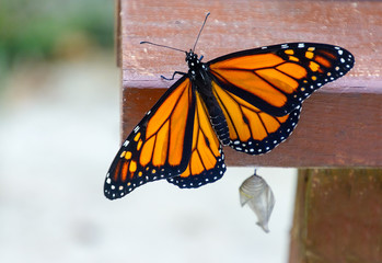 New emerged monarch butterfly rests near its cocoon