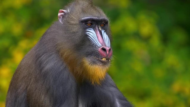 Mandrill chewing food