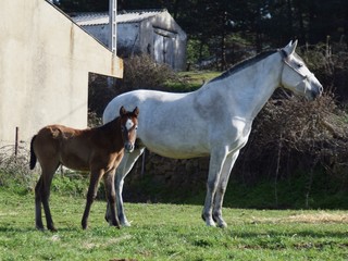 horse and foal