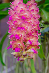 Colorful orchid flower blossom collection. Natural orchid flower background