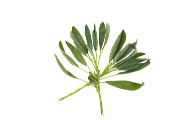 sprigs of the herb sage with white background
