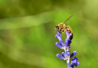 Honey bee on the tip of lavender sprig with green background