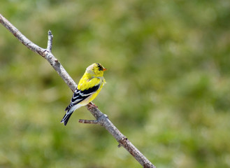 Male goldfinch transitioning from winter drap to bright yellow