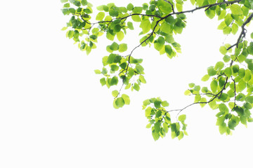 A branch of green leaves isolated on white background
