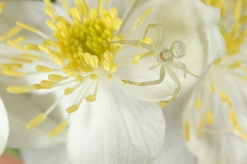 Araña blanca sobre flor