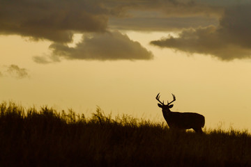 Whitetail Deer buck - silhouette in prairie landscape - obrazy, fototapety, plakaty