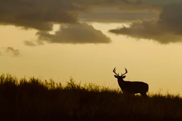 Foto op Plexiglas Whitetail Deer buck - silhouette in prairie landscape © tomreichner