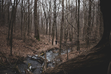 Forest stream surrounded by woods in winter