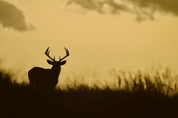  Whitetail hertenbok - silhouet in prairielandschap © tomreichner