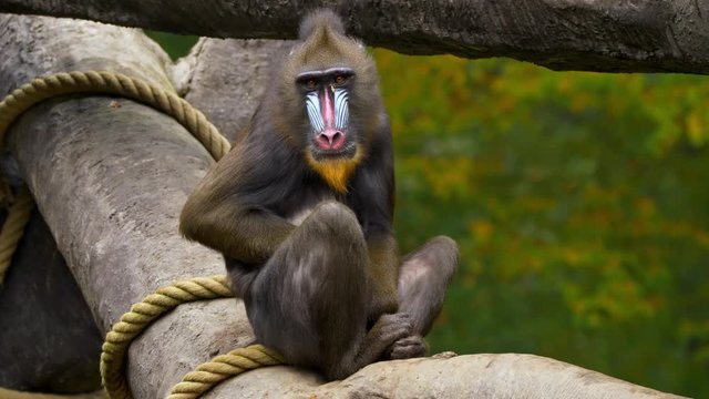 Mandrill (Mandrillus sphinx) gesturing