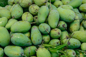 Green fresh mango fruit background. Tropical fruit background