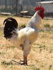 rooster on farm