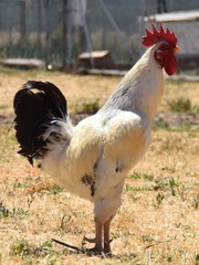 rooster on farm