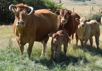 cow and calf