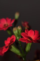 fleurs rouge sur fond gris, oeillets