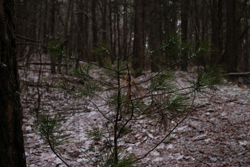 Fototapeta premium Pine tree sapling growing in the woods