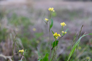 Small Yellow Flowers on Green Grass With Blurred Background